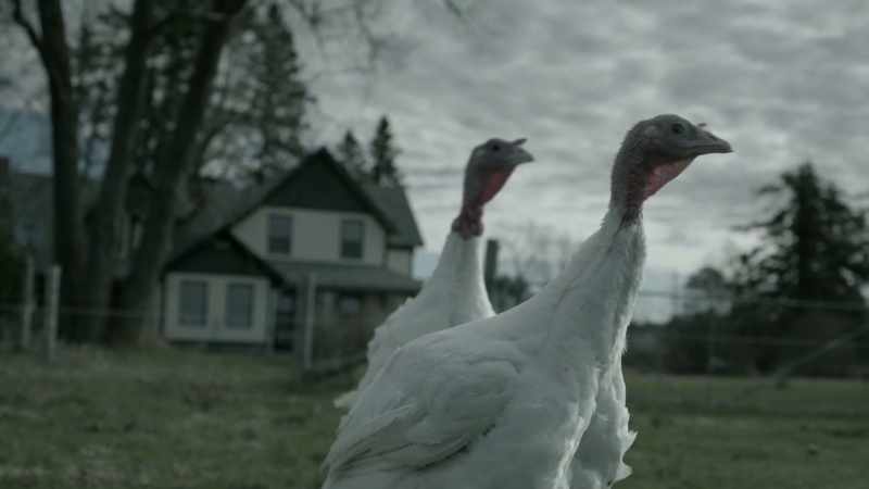 [turkeys gobbling]