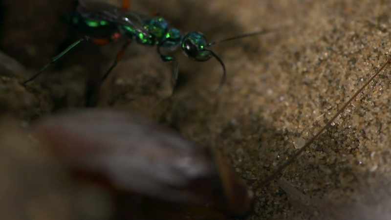 Turn on the lights, and this is one roach that