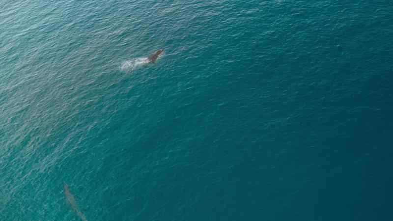 Turtles are normally on a mosasaur's menu