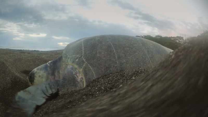 Turtles bury their eggs to protect them from predators