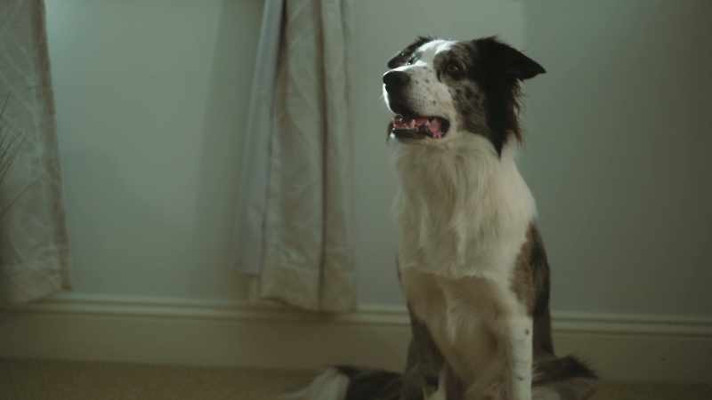 Two barks for uh, drop-dead gorgeous