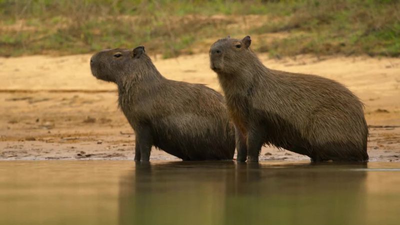 Two capybara incautiously are standing in the shallows