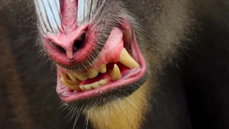 Two-inch canines can inflict serious injury