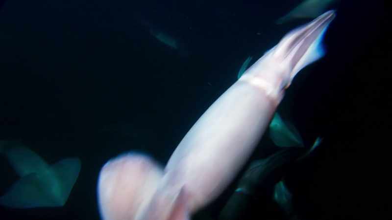 Two metres long and 50 kilos in weight