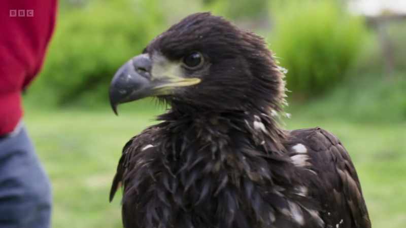 Two more will arrive from the Hebrides tomorrow