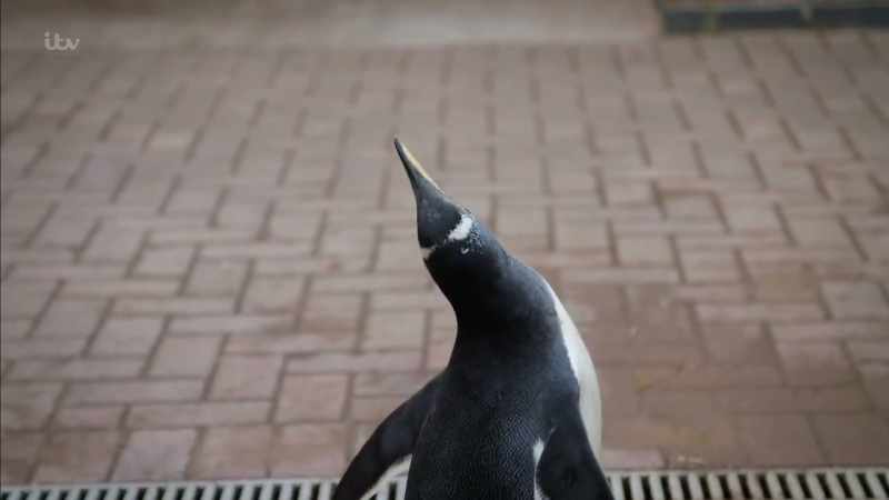 'Two other penguins he'd recently acquired had left under a cloud.'