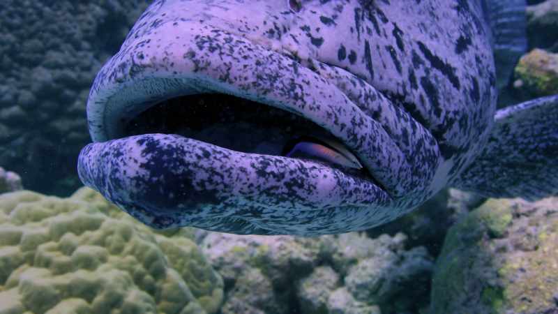 Two separate organisms that have adapted to each other