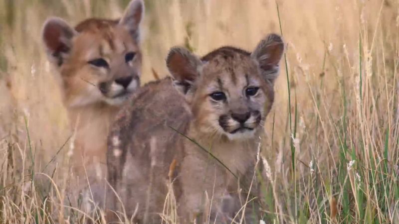 Two small kittens