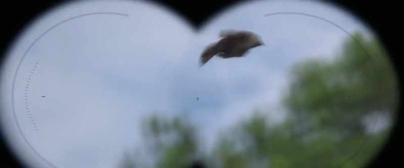 Two-winged