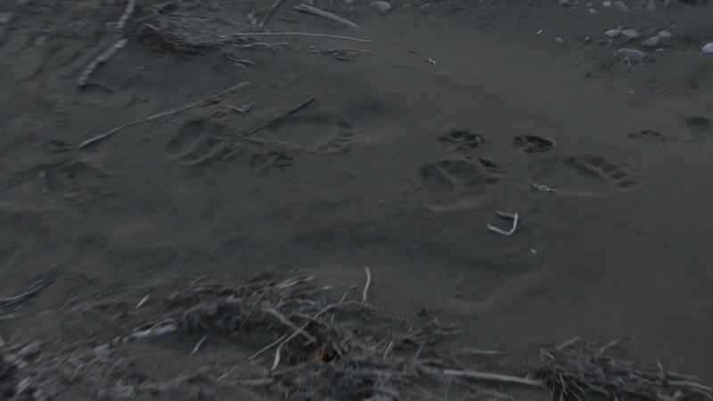 Tyler: WE JUST CAME ON SOME FRESH BEAR TRACKS HERE