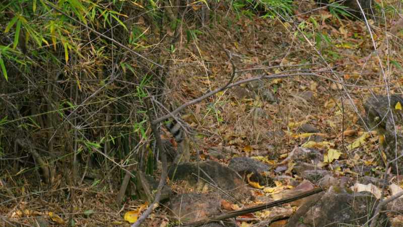 Typically only 50% of tiger cubs survive to adulthood