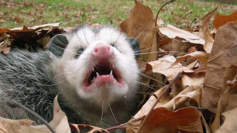 Uh, that's actually a snake eating an opossum