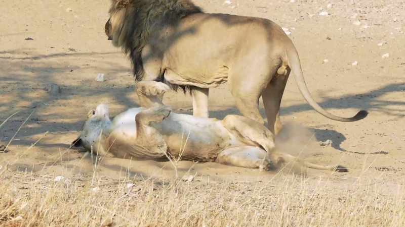 Uh... Whoa! Lion share?