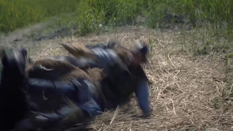 Uhtred!