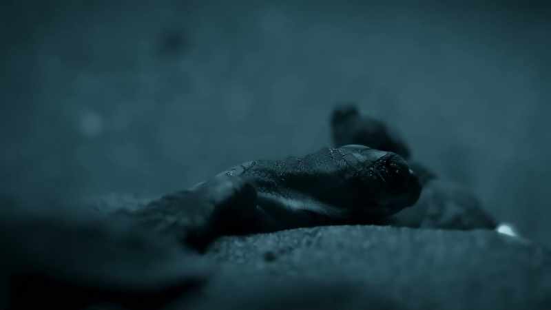 Under cover of darkness