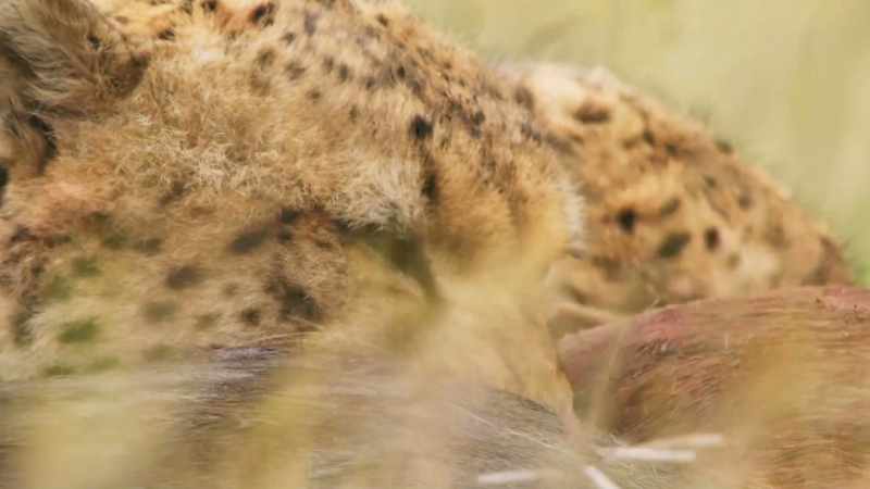 Under the combined weight of five cheetah