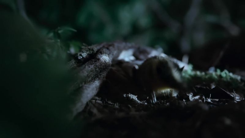 Under the cover of darkness
