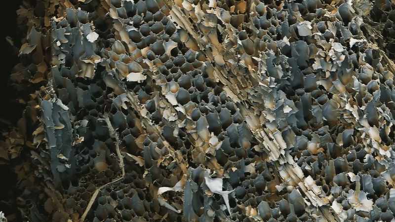 Under the microscope, balsawood looks like a honeycomb