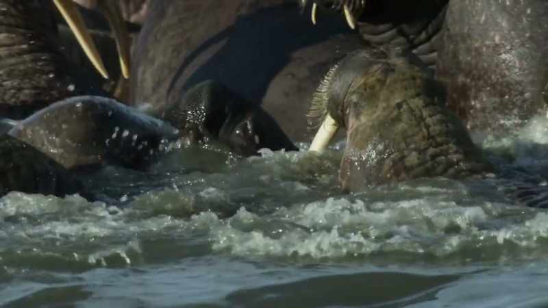 Under these conditions, walruses are a danger to themselves