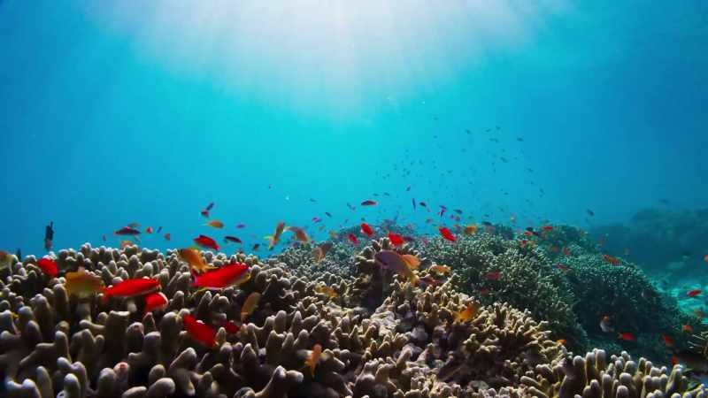 Undersea cities crammed full of life