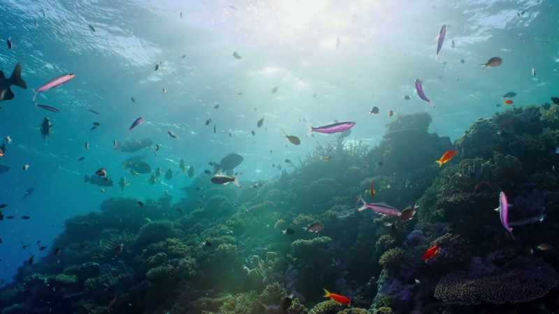 Underwater, only crustaceans, cephalopods and a few fish