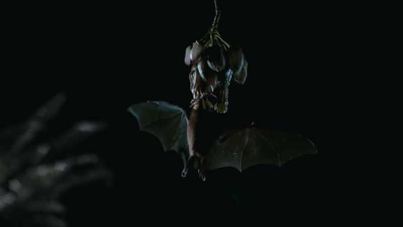 Underwood's bat feeds almost exclusively on its nectar