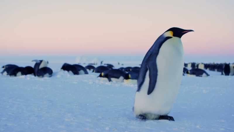 Unfortunately not all the penguins have been able to find
