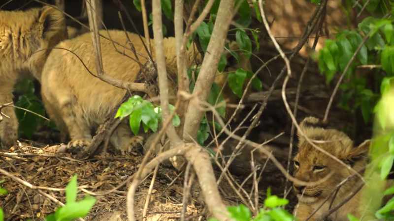 Unless she eats soon, her cubs won't make it