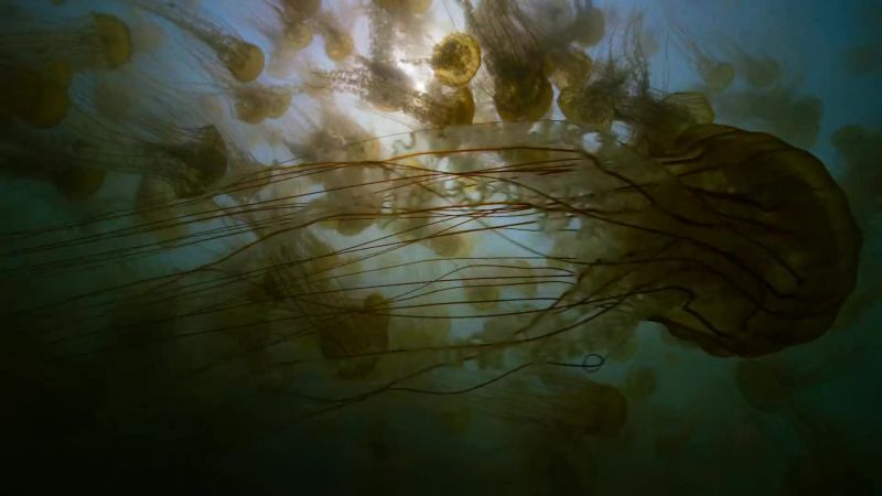 Unless we start to fish sustainably, our seas, once so bountiful