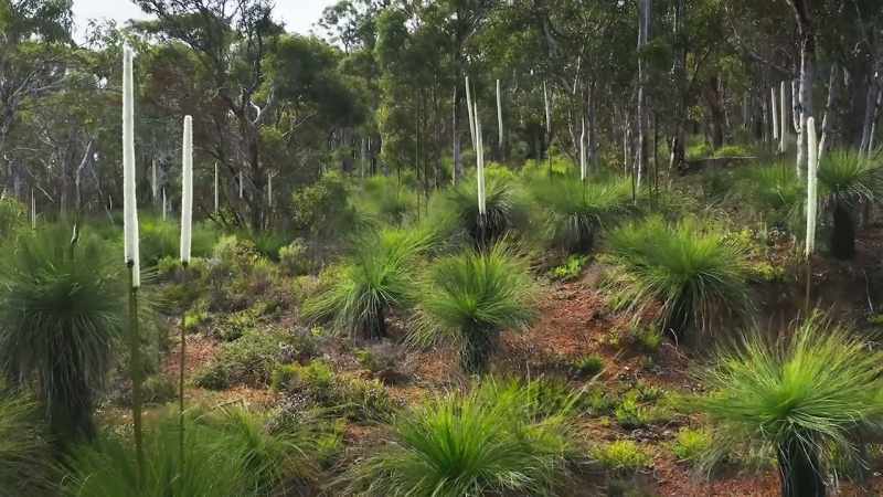 Unlike these neighbouring huge grass trees