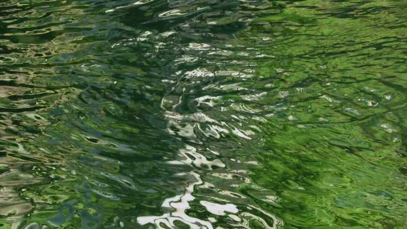 Unlike us, some animals can see polarised light