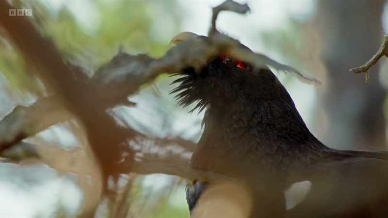 Until now, the other males have kept well away