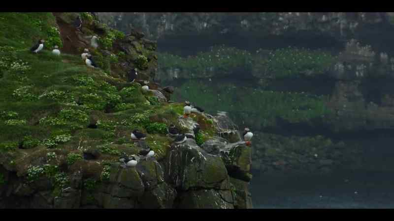 Until recently, puffin pairs would return within days of each other