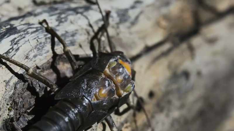Until it tears its lungs from its old shell
