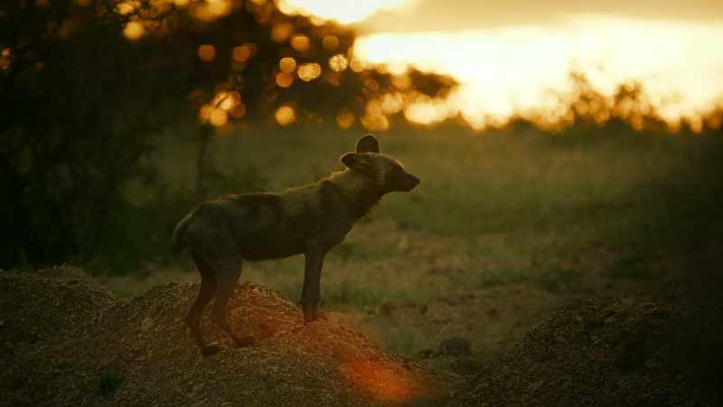 Until the herds arrive, they must get by any way they can