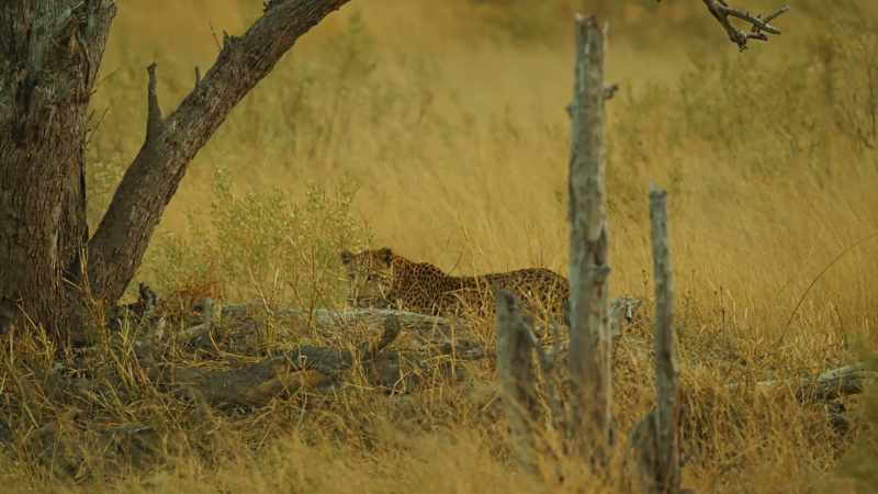 Until the migration arrives, it's every predator for themselves