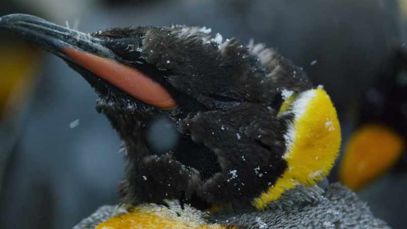 Until their feathers regrow