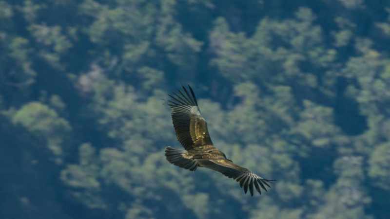 Until then, he'll be stretching his wings daily