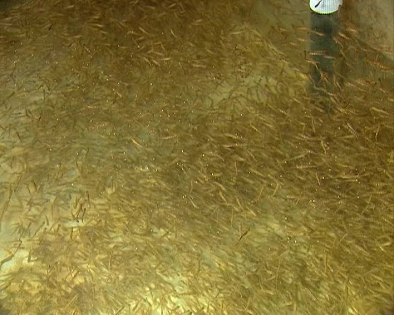 UNTIL THEY HATCH 10 TO 15 DAYS LATER