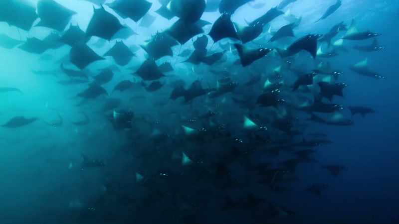 until they're gathered in the thousands