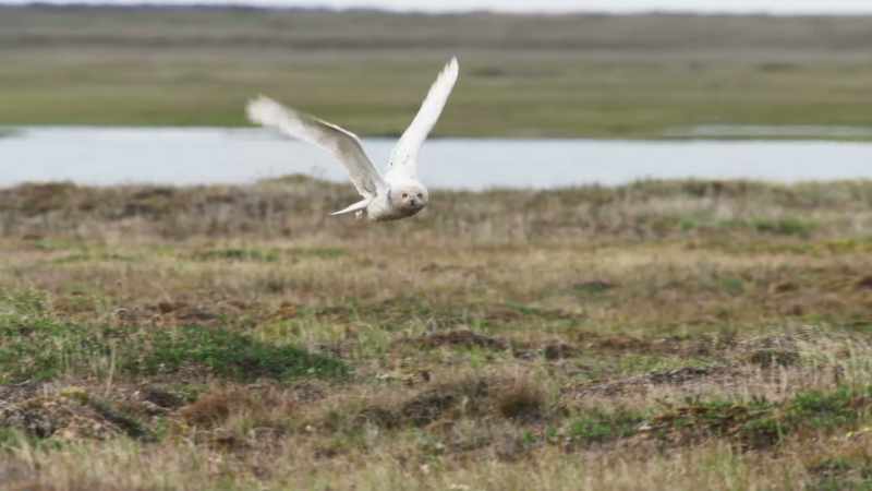 Unusually for an owl, snowies hunt by day