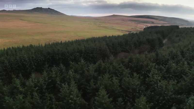 Up to a million birds will use this small plantation