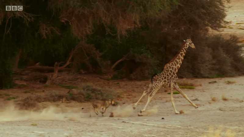 Up ahead, the lead female waits