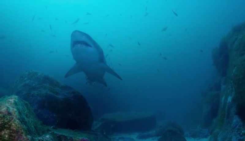Up close you see the grey nurse's jaws are filled with