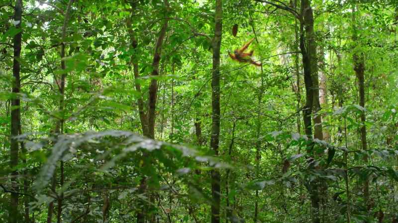 Up in the canopy, 70 feet high