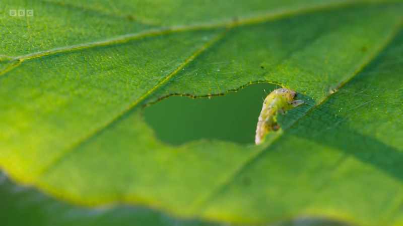 Up in the trees, caterpillars have emerged