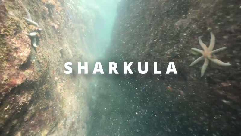 (upbeat rock music) ♪ Sharkula ♪