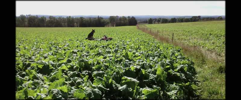 Using a lot less chemicals and inputs