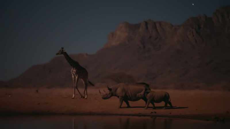 Using a sensitive night vision camera, we are able to see them in color