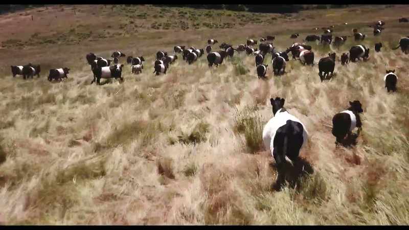 Using cattle and allowing them to roam and graze
